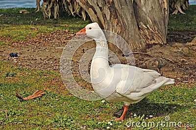 Greylag gander Stock Photo