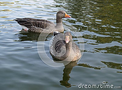 Greylag Geese Stock Photo