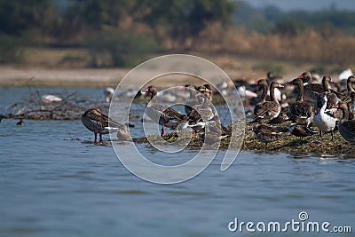 Greylag Geese and Flamingos Stock Photo