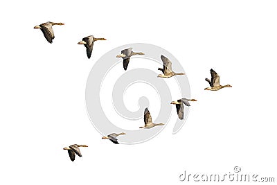 Greylag Geese in flight Stock Photo