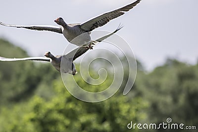 Greylag geese in flight. Migrating wild bird nature image with c Stock Photo