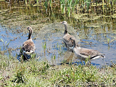 Greylag geese in Lake with green reeds and grass Stock Photo