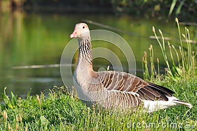 Greylag goose Stock Photo