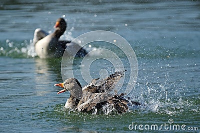 Greylag Goose (Anser anser) Stock Photo
