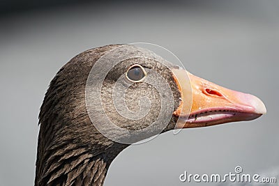 Greylag goose Anser anser large goose waterfowl Anatidae Portrait Stock Photo