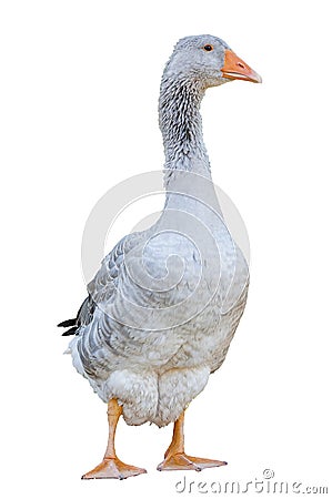 Greylag goose anser anser frontal shot, isolated on white background Stock Photo