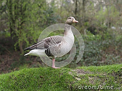 Greylag goose, Anser anser Stock Photo