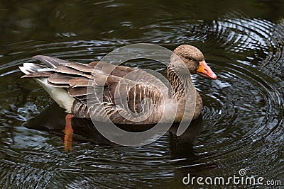 Greylag goose Anser anser swimming in the pond Stock Photo