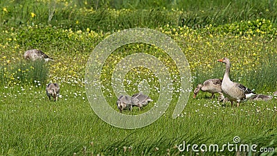 Greylag goose family in the marsh Stock Photo