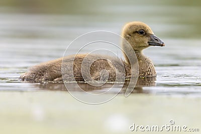 Greylag goose gosling Stock Photo