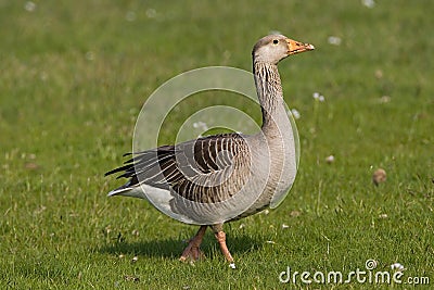 Greylag Goose, Grauwe Gans, Anser anser Stock Photo