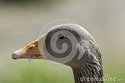 Greylag goose head. Close up of face in profile. Stock Photo