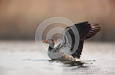 Greylag goose on the lake Stock Photo