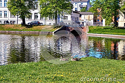 Greylag goose in a meadow at the Pfaffenteich in the old town of Schwerin. Germany Stock Photo