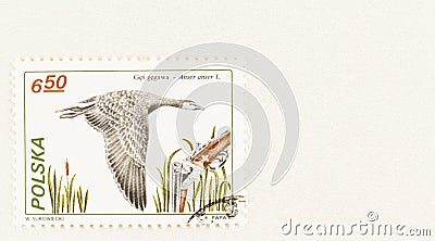 Greylag Goose on Poland Hunting Themed Postage Stamp Editorial Stock Photo
