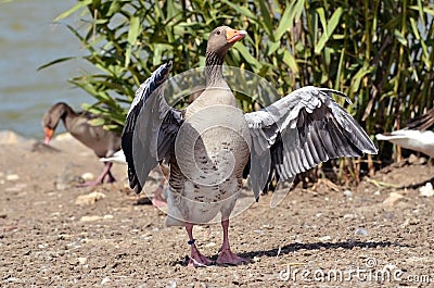 Greylag goose wings opened Stock Photo