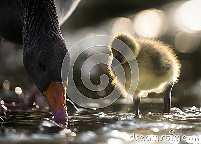 Greylag Gosling Watches Mother Goose Dabbling Stock Photo