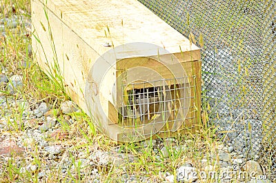 Predator trap at the Bois Gentil Kiwi CrÃ¨che, New Zeland Editorial Stock Photo