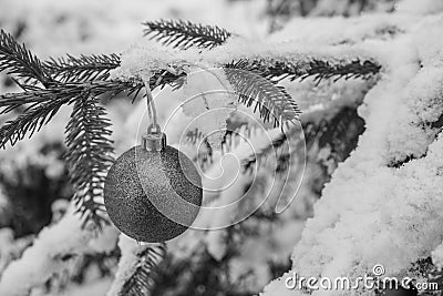 Greyscale black and White Beautyful Christmas Ornament Bauble haning at a Fir Tree with Snow Stock Photo