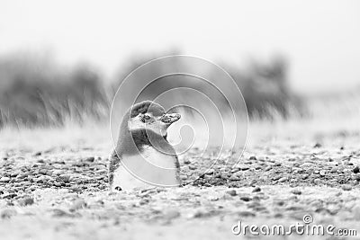 Greyscale closeup shot of a cute baby penguin Stock Photo