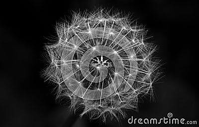 Greyscale closeup shot of a dandelion with a black background Stock Photo