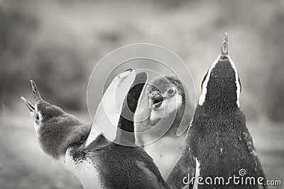 Greyscale closeup shot of a group of cute penguins Stock Photo