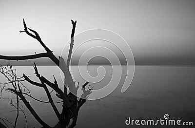 Greyscale shot of a bold tree and a sea in the background Stock Photo