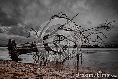 Greyscale shot of a dead broken tree at the beach Stock Photo