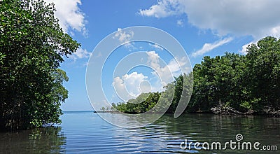 gri gri mangroves Stock Photo