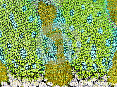 Chameleon skin close-up. Detailed Grid pattern. Stock Photo