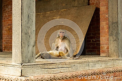 A grieving mother monkey near a dead cub, on a carved wooden pedestal. Stock Photo