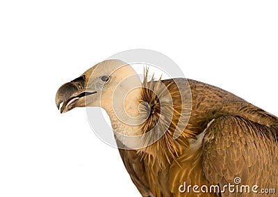 Griffin bird on a white background Stock Photo