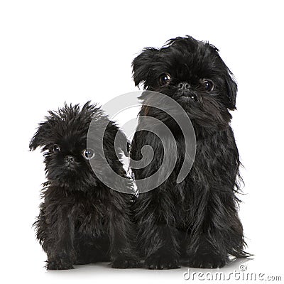 Griffon Bruxellois (3 months and 2 years) Stock Photo