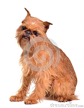 Griffon Bruxellois portrait Stock Photo