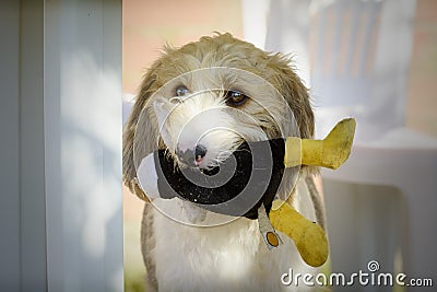 Griffon dog with its toy in its mouth Stock Photo