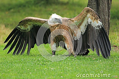 Griffon vulture Stock Photo