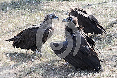 Griffon-vulture Stock Photo