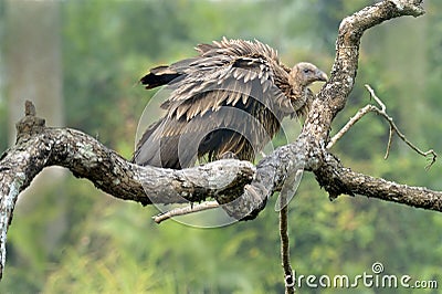 Griffon vulture Stock Photo