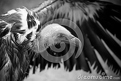 Griffon vulture detail of head with outspread wing Stock Photo