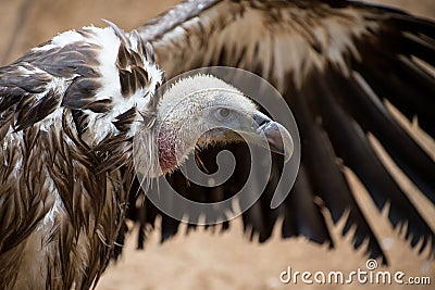 Griffon vulture detail of head with outspread wing Stock Photo