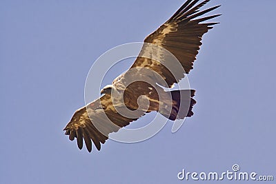 Griffon Vulture in flight Stock Photo