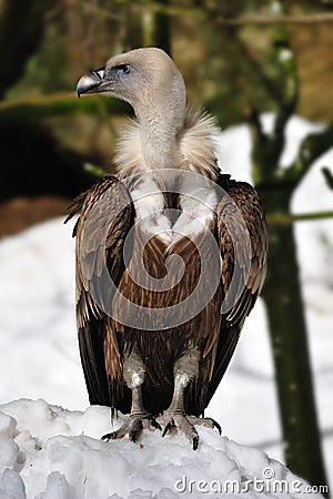 Griffon Vulture (Gyps fulvus) Stock Photo