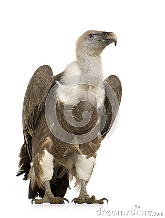Griffon Vulture - Gyps fulvus Stock Photo