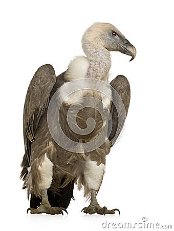 Griffon Vulture - Gyps fulvus Stock Photo