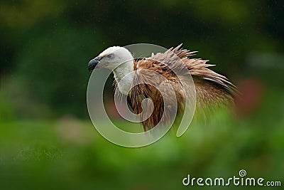 Griffon Vulture, Gyps fulvus, big bird of prey sitting on stone, rock mountain, nature habitat, Madzarovo, Bulgaria, Eastern Rhodo Stock Photo