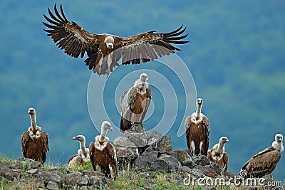 Griffon Vulture, Gyps fulvus, big birds of prey sitting on stone, rock mountain, nature habitat, Madzarovo, Bulgaria, Eastern Rhod Stock Photo