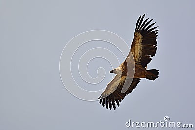 Griffon Vulture, Crete Stock Photo