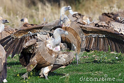 The griffon vulture Gyps fulvus, a pair of vultures bicker about food. Two large vultures fighting for food Stock Photo