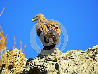 A griffon vulture looking left Stock Photo