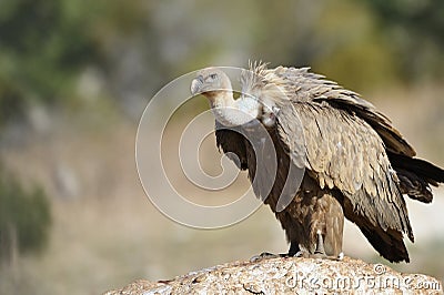 Griffon vulture Stock Photo